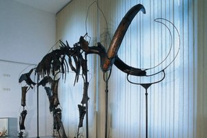 Okroglih 80 let najsijajnejše zvezde Prirodoslovnega muzeja - mamuta